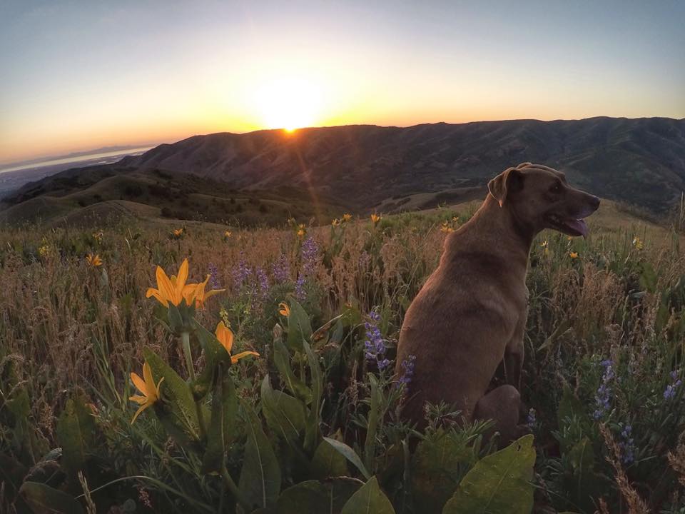 The Avenue's Twin Peaks, Salt Lake City, Utah, Hiking in Utah with Dogs