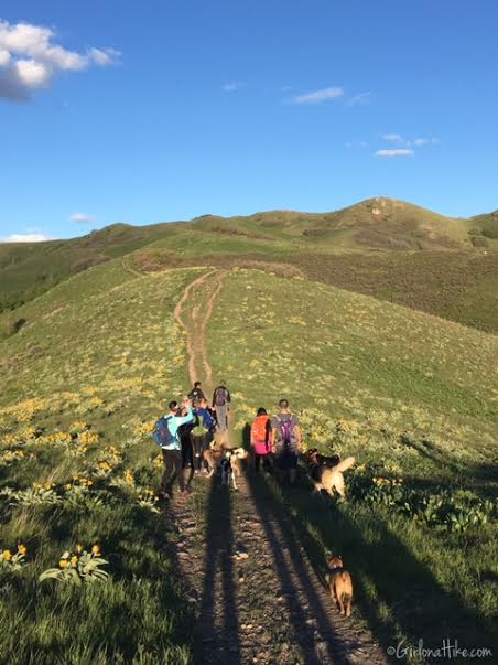 Hiking the Avenues Twin Peaks, Utah, Hiking in Utah with Dogs