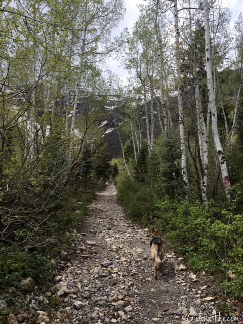 First Falls, Aspen Grove Trail, Hiking in Utah with Dogs