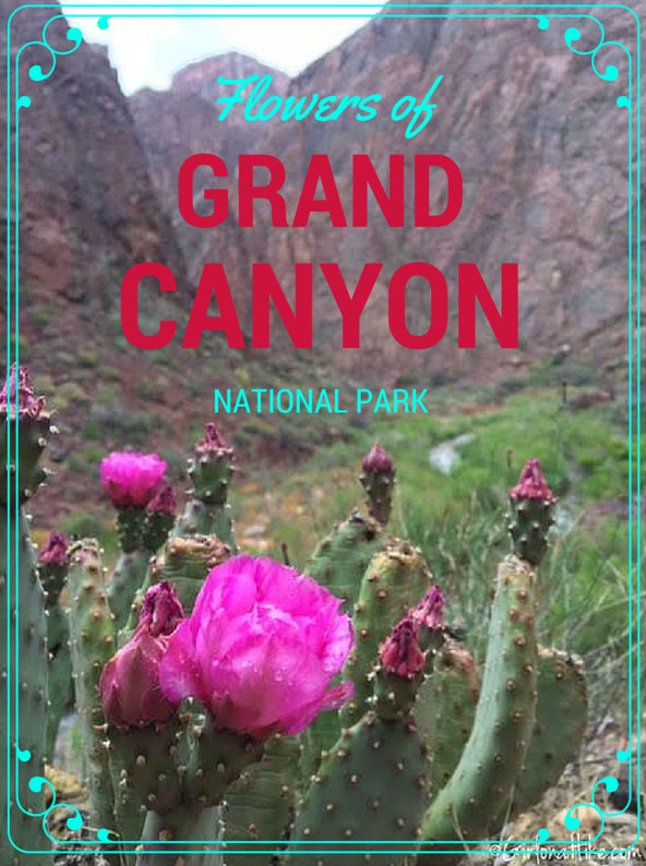Flowers of Grand Canyon National Park, Bright Angel Trail, Ribbon Falls