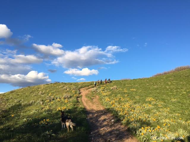 Hiking the Avenues Twin Peaks, Utah, Hiking in Utah with Dogs