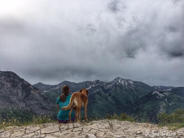 Buffalo Peak, Utah, Hiking in Utah with Dogs