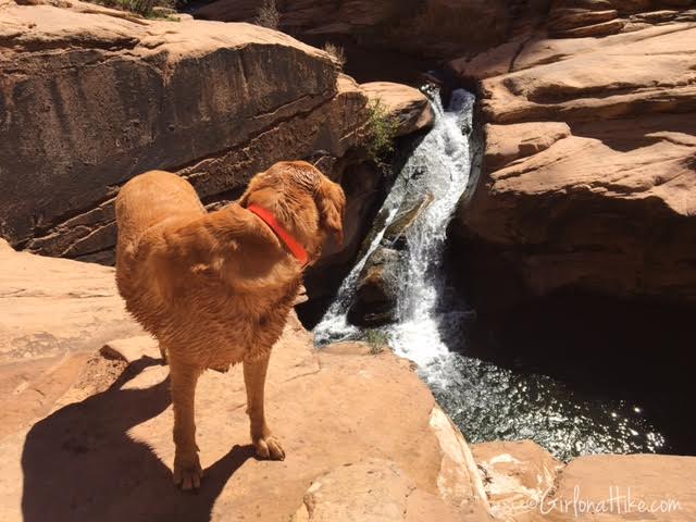 Hiking to the North Fork of Mill Creek, Moab, UT, Hiking in Utah with Dogs