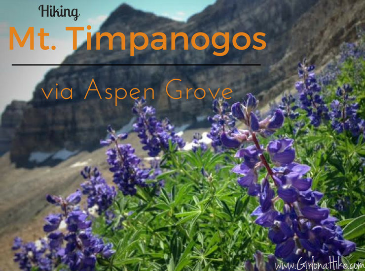 Hiking Mt. Timpanogos via Aspen Grove