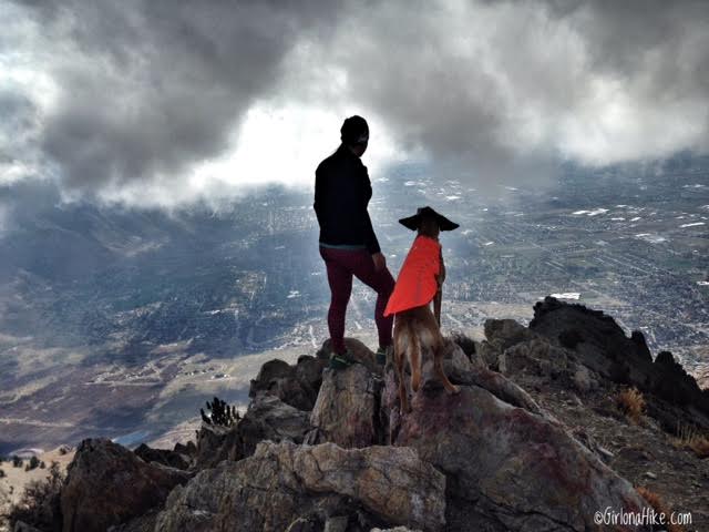 Hiking to Willard Peak & Ben Lomond Peak, Hiking in Utah with Dogs