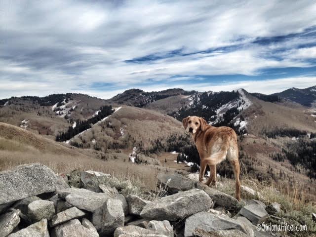Hiking to Little Water Peak, Millcreek Canyon, Hiking in Utah with Dogs