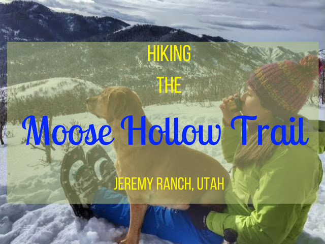 Hiking the Moose Hollow Trail, Park City, Utah, Hiking in Park City with Dogs