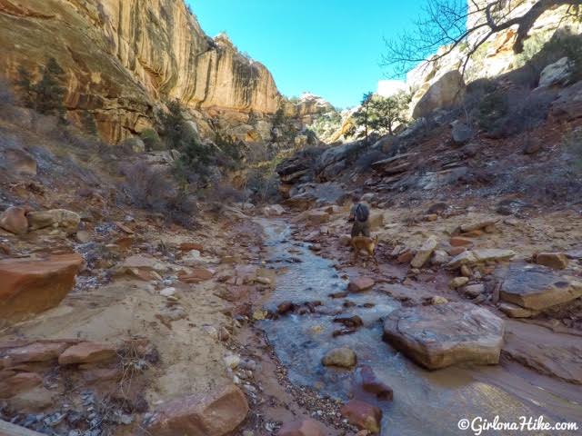 Hiking the Lower Hackberry Canyon Narrows, Cottonwood Road Scenic Byway, Grand Staircase-Escalante National Monument