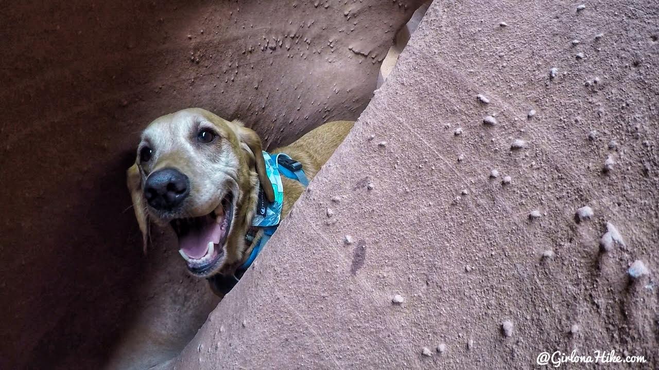 Hiking Spooky & Peekaboo Slot Canyons (Loop), Hiking in Escalante, Utah, Hiking in Escalante with Dogs, Hiking slot canyons