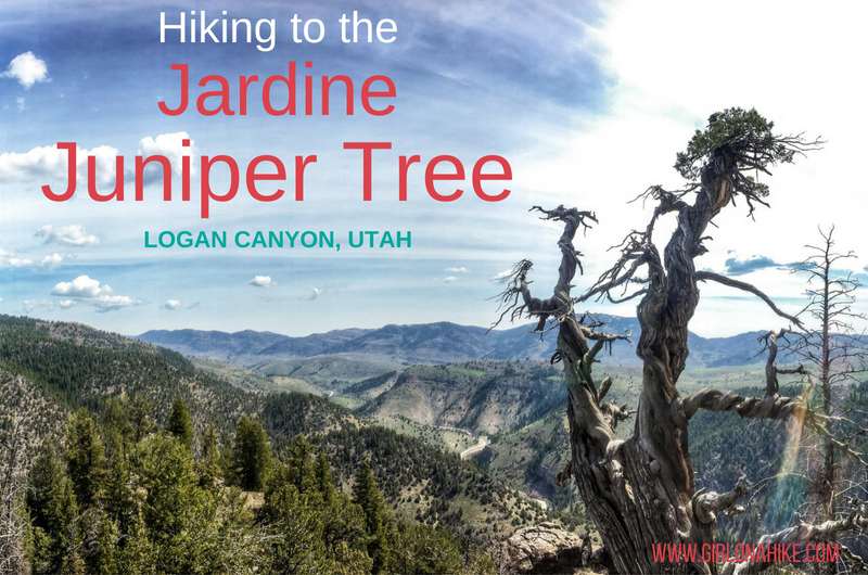 Hiking to the Jardine Juniper Tree, Logan Canyon