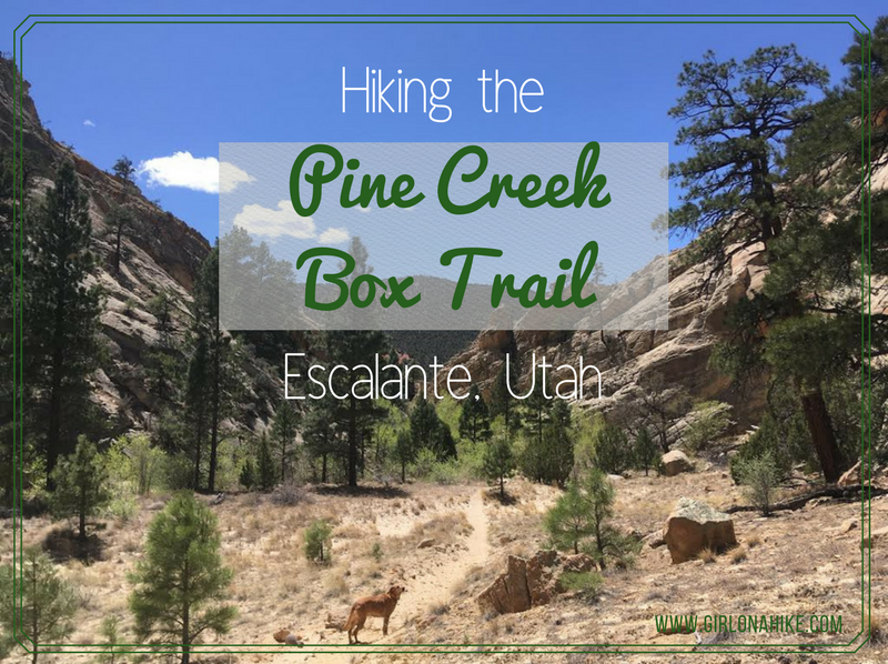 Hiking Pine Creek (The Box Trail) in Escalante, Utah, Hiking in Grand Staircase Escalante National Monument, Hiking in Utah with Dogs