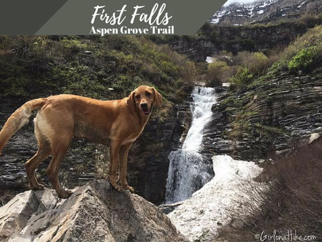 The Best Dog Friendly Waterfalls Hikes in Utah, First Falls Aspen Grove Trail