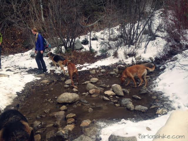 Hiking to Horsetail Falls, Utah, Hiking in Utah with Dogs