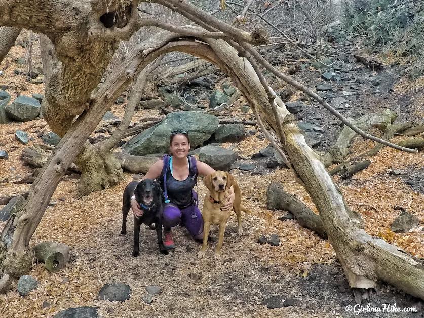 Hiking to the Ferguson Canyon Overlook, Ferguson Canyon trail, Hiking in Utah with dogs