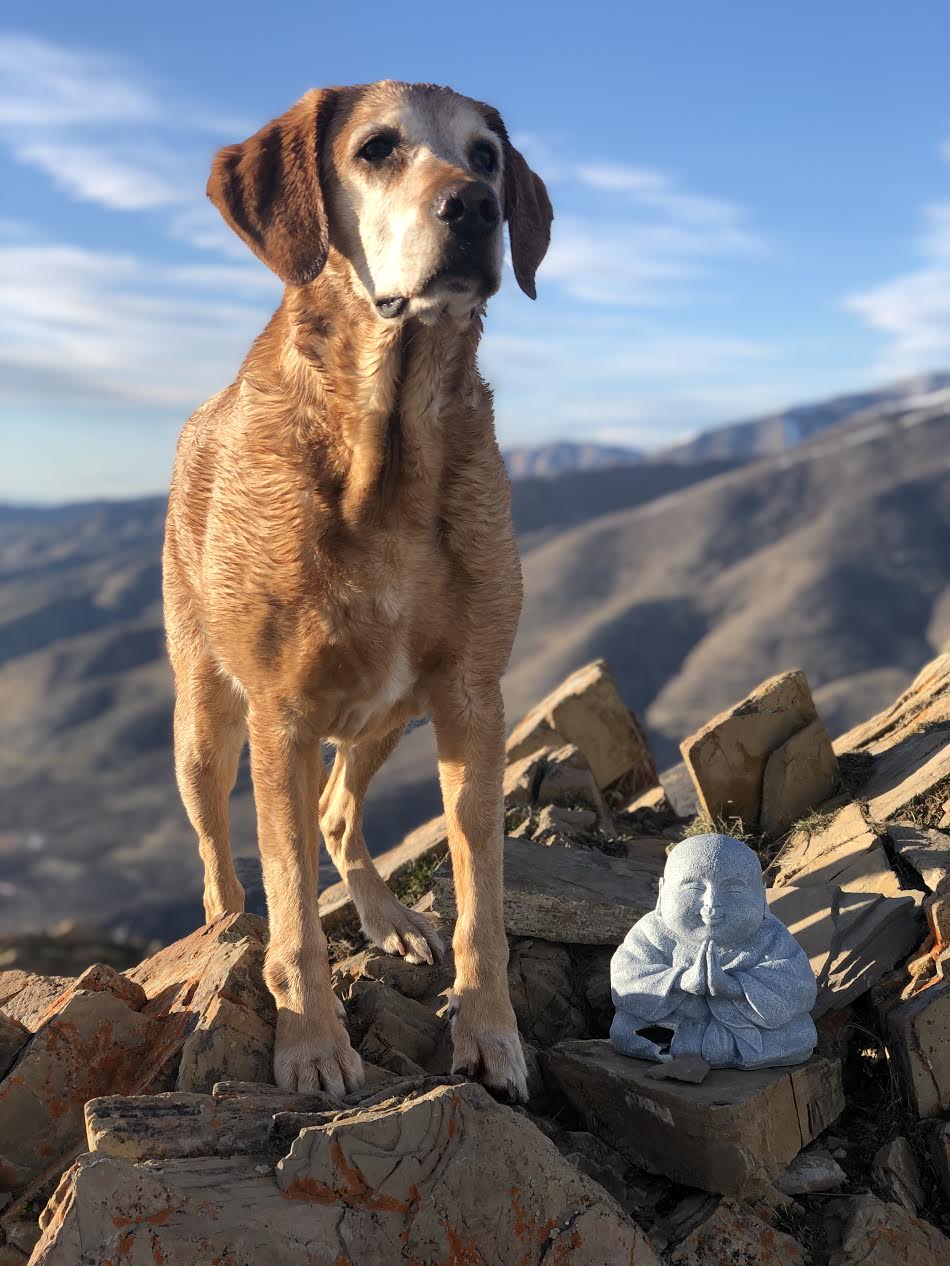 Hiking to Jack's Mailbox Peak, Utah, Hiking in Utah with Dogs