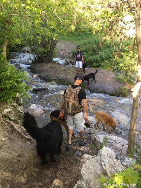 Holbrook Canyon Trail, Bountiful, Utah, Hiking in Utah with Dogs