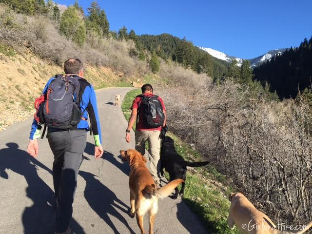 Bowman Fork Trail, Millcreek Canyon, Utah, Hiking in Utah with Dogs