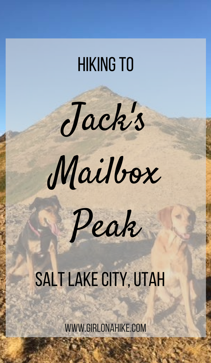 Hiking to Jack's Mailbox Peak, Utah, Hiking in Utah with Dogs