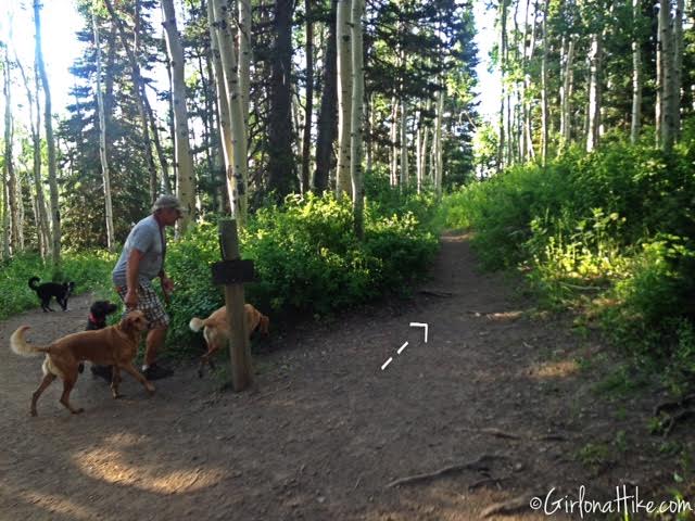 Hiking to Dog Lake, Hiking in Utah with Dogs, Millcreek Canyon