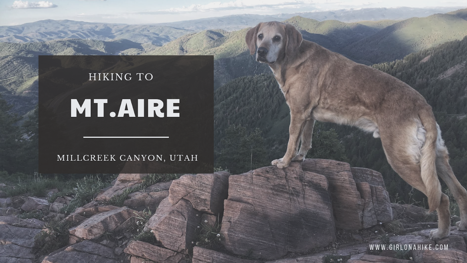 Hiking to Mt. Aire, Hiking in Utah with Dogs