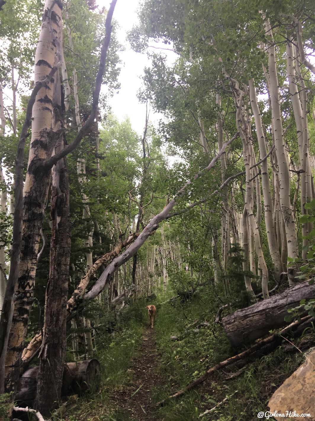 Hiking to East Mountain, Emery County High Point