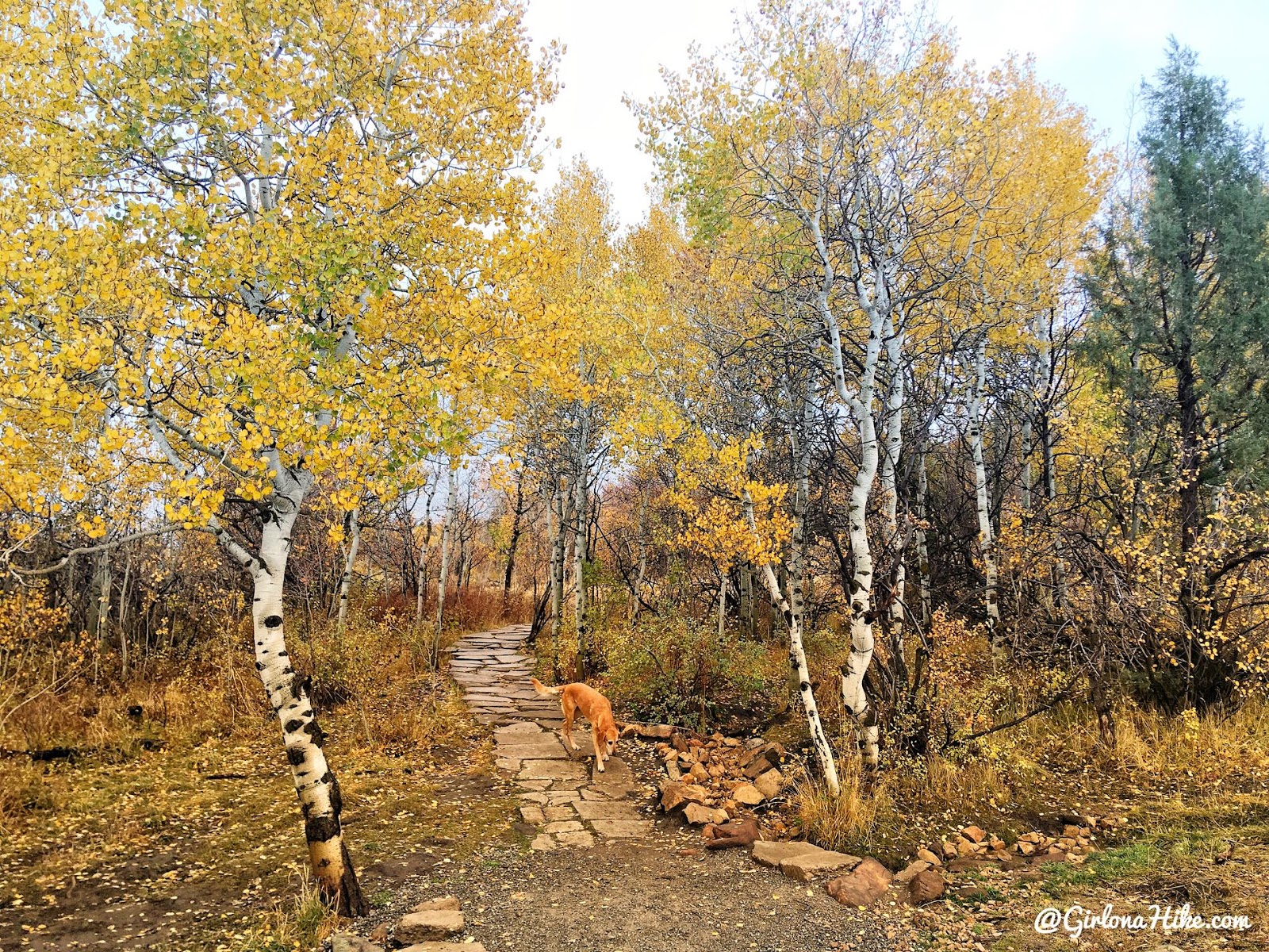 Run-a-Muk Dog Park & Trail, Kimball Junction, Park City, Utah. Hiking in Utah with Dogs