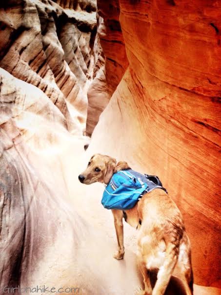 Backpacking with Dogs, Hiking in Utah with Dogs