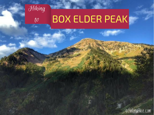 The Top 10 Hikes in American Fork Canyon, American fork canyon best hikes and trails, best views in American fork canyon, Box Elder Peak