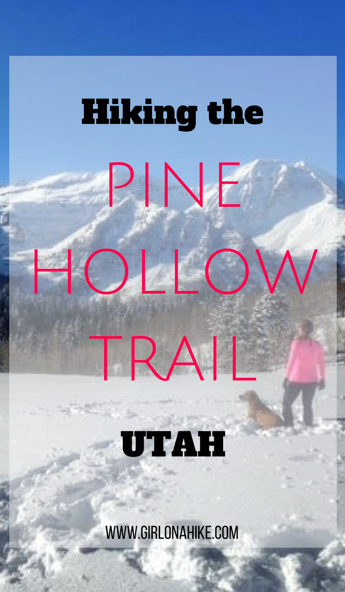 Hiking the Pine Hollow Trail, American Fork Canyon, Hiking in Utah with Dogs