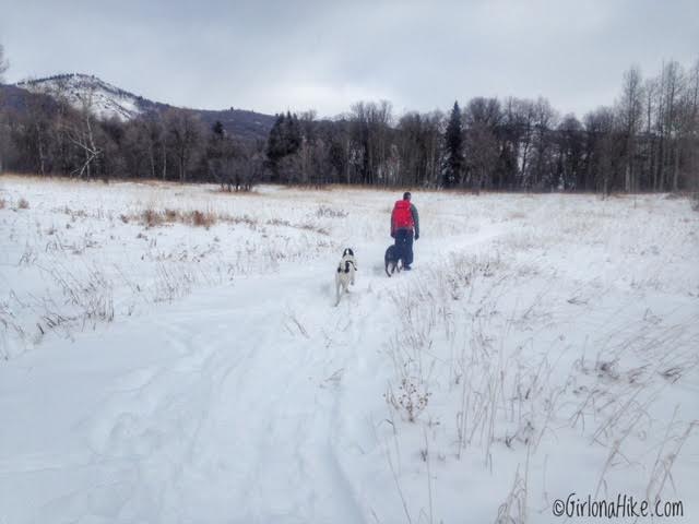 Hiking to the Ogden Canyon Overlook, Hiking in Utah with Dogs, Hiking near Snowbasin Ski Resort, Hiking in Ogden, Utah