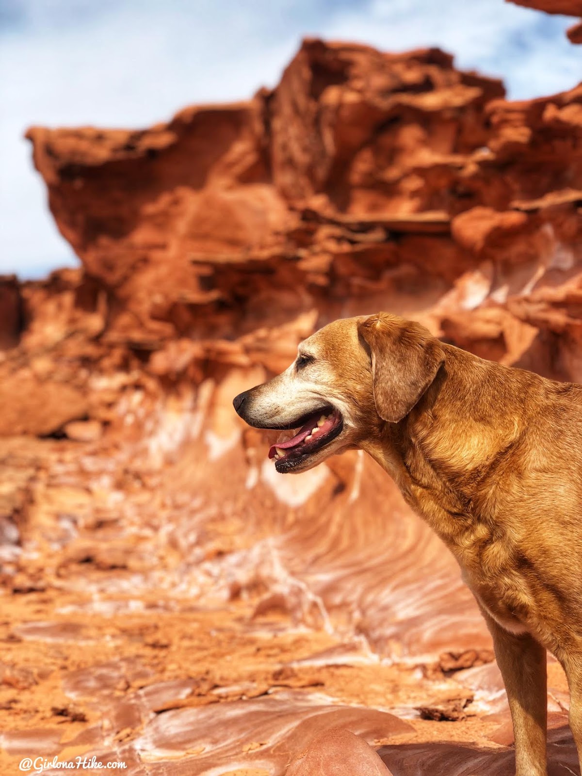 Hiking at Gold Butte National Monument, Hiking in Nevada with Dogs, hiking outside las vegas, little finland