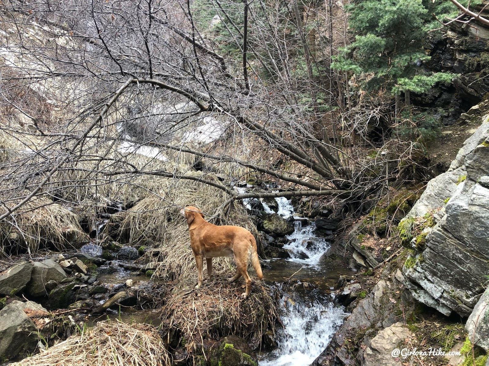 Hiking to the Davis Creek Waterfall, Utah, dogs that hike in utah