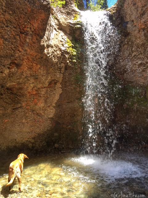 The Grotto Trail and Waterfall, Nebo Scenic Loop Road, Hiking in Utah with Dogs