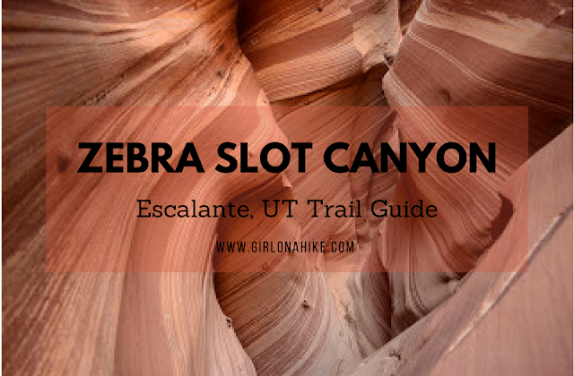 The Ultimate Guide - Dog Friendly Hikes in Escalante, Utah! Hike to Zebra Slot Canyon with a dog