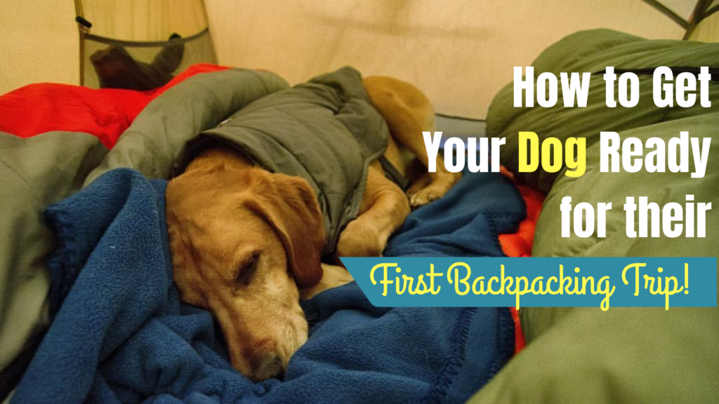 How to Get your Dog Ready for Their First Backpacking Trip!