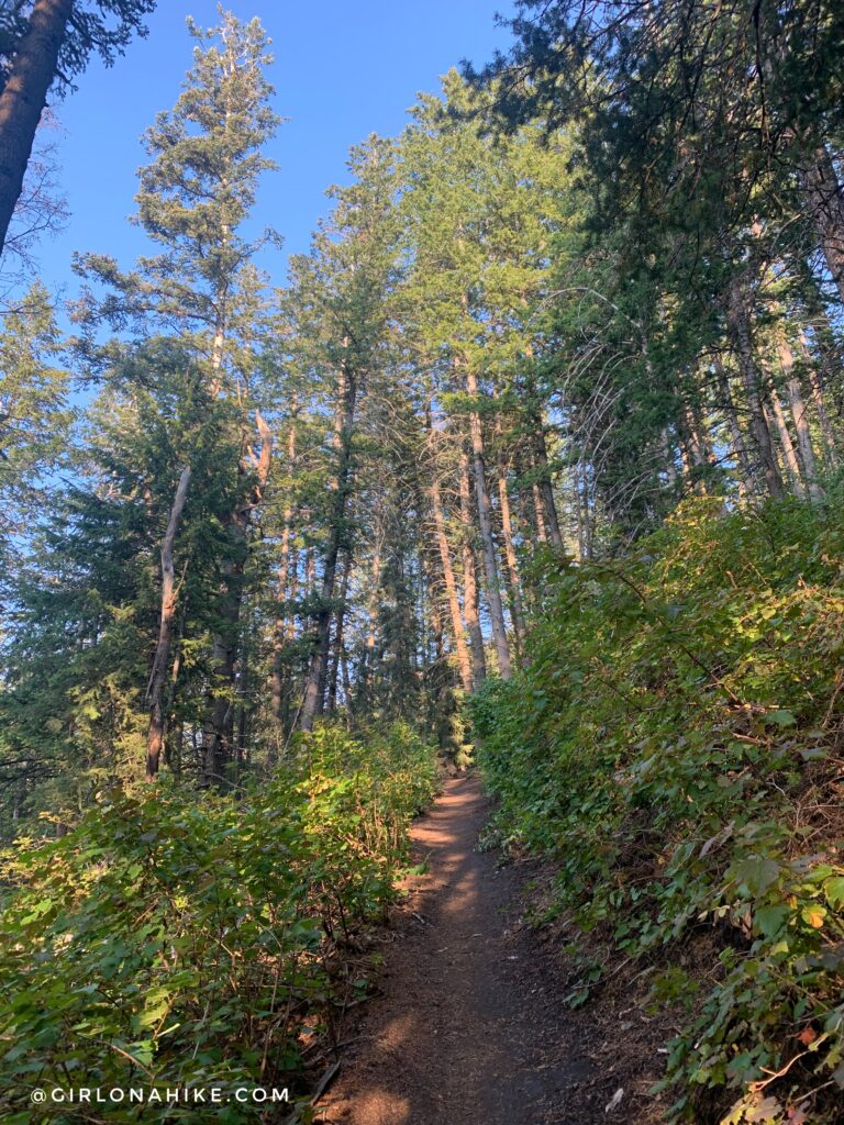 Hiking the Bowman Fork Trail